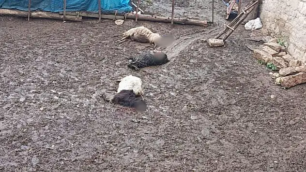 Siirt'te Kurtlar Ahıra Saldırdı