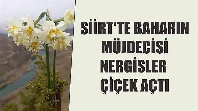 Siirt'te Nergisler Çiçek Açtı