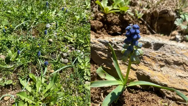 Siirt'te Nesli Tehlike Altında Olan Bitki Yılın İlk Tomurcuklarını Açtı!