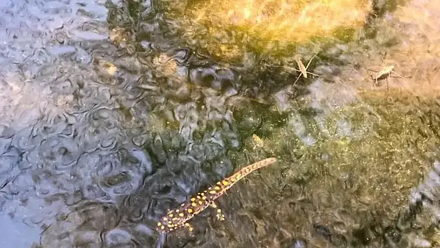 Siirt'te Nesli Tükenmek Üzere Olan Anadolu Benekli Semenderi Görüntülendi