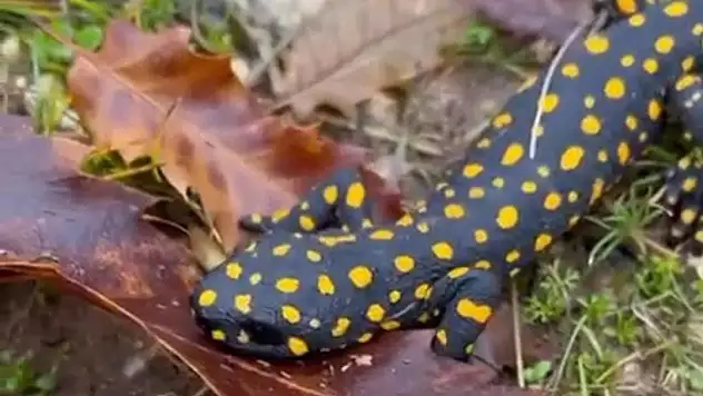 Siirt'te Neurergus Strauchii Görüntülendi