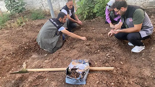 Siirt'te Salep Üretimi İçin Deneme Alanı Kuruldu