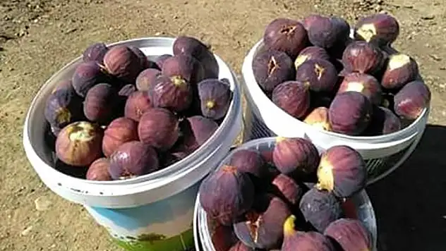 Siirt'te Siyah ve Beyaz  Taze İncir Pazarlarda Yerini Aldı