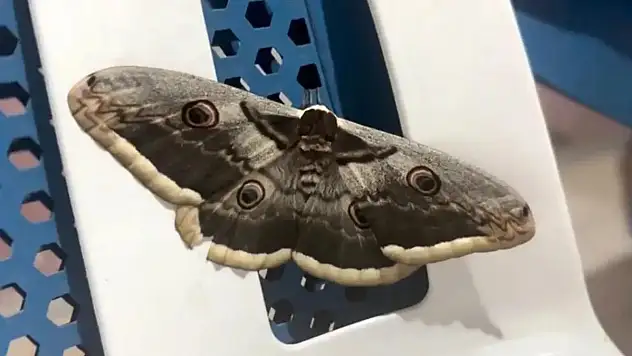 Siirt'te 'Tavus Kelebeği' Görüldü