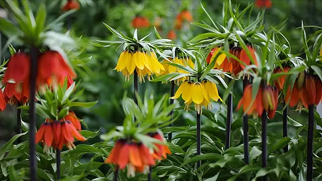 SİİRT'TE 'TERS LALE', TOROS'TA 'YÖRÜK GÜLÜ'