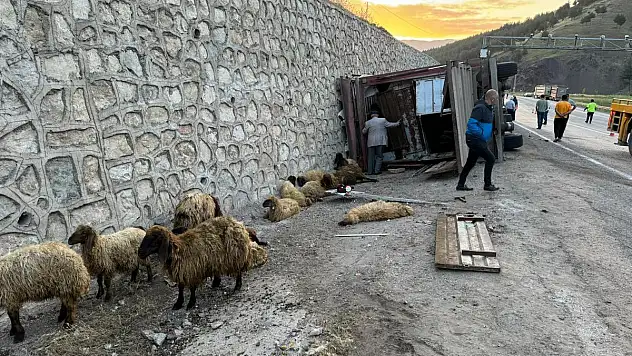 Siirt'te Tır Devrildi, Onlarca Koyun Telef Oldu
