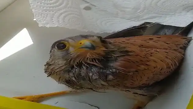 Siirt'te Yaralı Halde Bulunarak Tedavi Altına Alınan Yavru Atmaca Doğaya Salındı