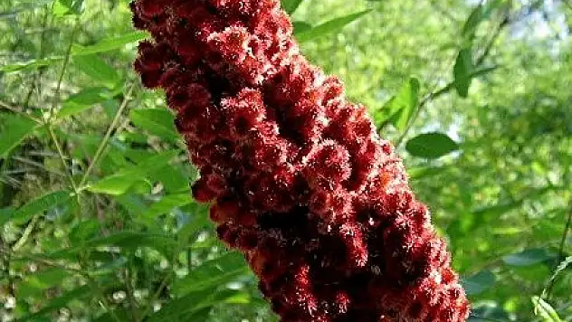 Siirt'te 'Yerli Sumak' Projesi!