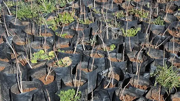 Siirt'te Yılda 1 Milyon  Fıstık Fidanı Üretiliyor