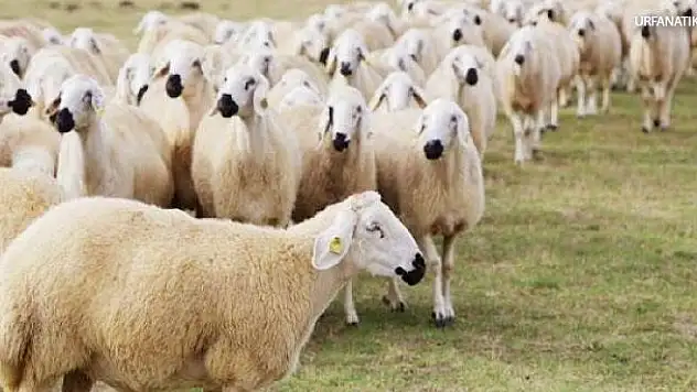 Siirt'ten Çalınan 330 Küçükbaş Hayvanın Bulunması İçin Çalışmalar Sürüyor