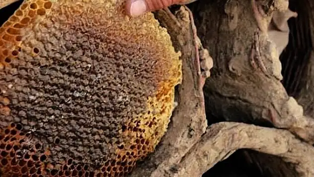 Siirt'ten Paris'e Uzanan Tat