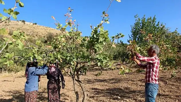 Siirt'ten Ülke Ekonomisine 10 Milyar TL Katkı
