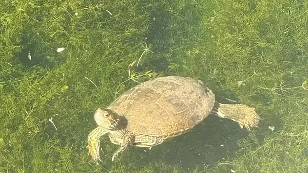 Siirt'te Nesli Tükenmekte Olan Fırat Kaplumbağası Görüntülendi