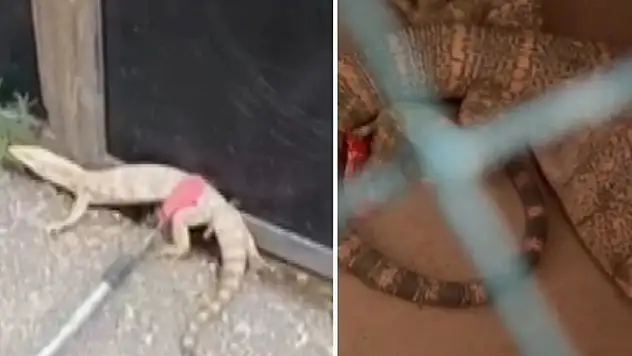 Şırnak'ta İkinci Kez Görülen Çöl Varanı Tedavi Edilip Doğaya Bırakıldı