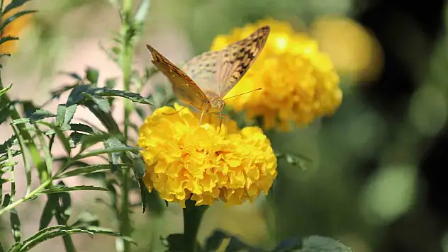 Komşu ilimiz Şırnak'ta soğuklar geldi, kelebeklerin 'son dansı' başladı