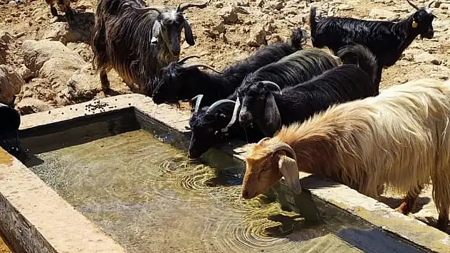 Şirvan'da 70 Metrelik Betonarme  Hayvan Su İçme Yalakları Tamamlandı