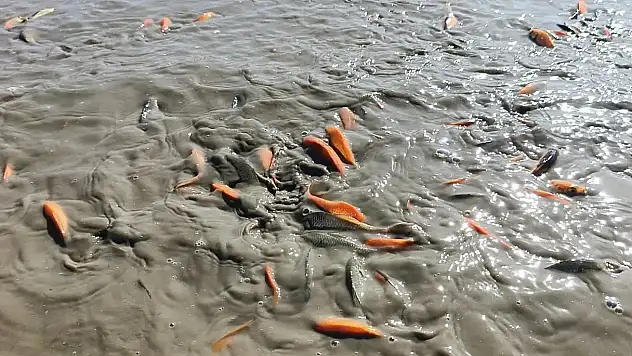 Su Takviyesi Yetersiz Kaldı: Çayırlı Göleti Kuruma Riski Altında