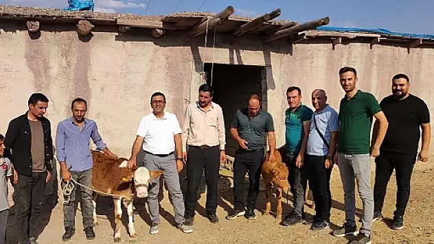 Suni Tohumlama Projesi ile Pervari ilçesinde Doğan Buzağı Sayısı 106'ya Ulaştı