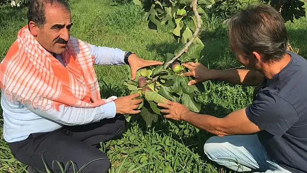 Taze İncir İhracatı Başladı