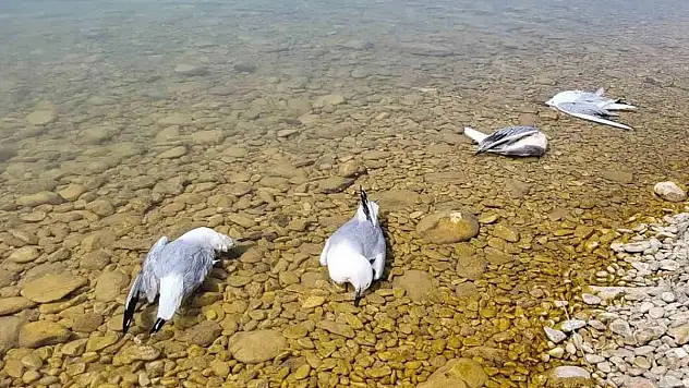 'Tedirginlik' Yaratan Ölümler!