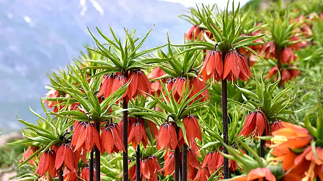 Ters Lale Veya 'Ağlayan Gelin'