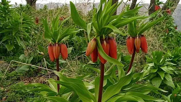 TERS LALELERİ KOPARMANIN CEZASI 244 BİN TL