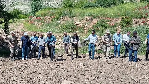 Tillo'da Eski Yöntemle  Çeltik ve Susam Ekimi