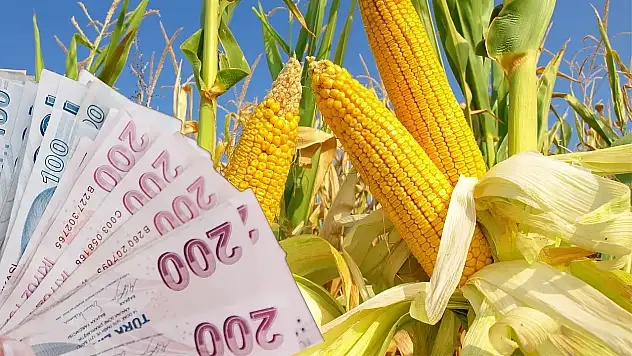 TMO, 2025 Yılı Mısır Alım Fiyatını Açıkladı: Üreticiye Desteklerle Ton Başına 11 Bin 968 Lira