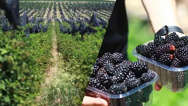 Türkiye'nin En Büyük Böğürtlen Bahçesinde Hasat Başladı