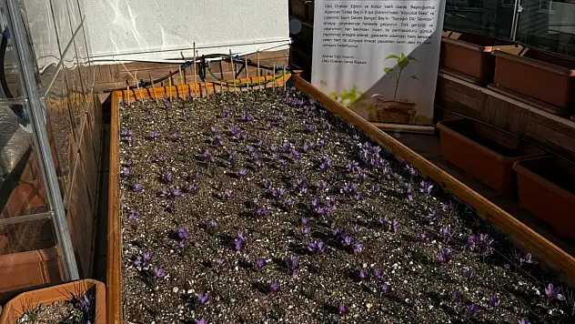 Ülkü Ocakları Genel Merkezi'nin Terasında Safran Hasadı Yapıldı