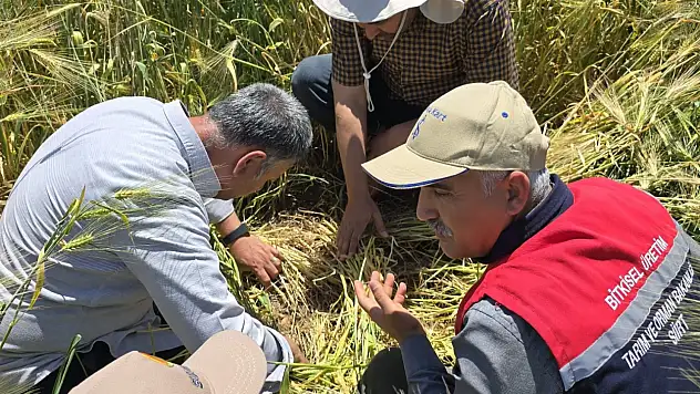 Uzman Ekipler Siirt'te Hububat Alanlarını İnceledi