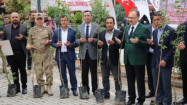 Vali Kızılkaya, Eruh'ta Trabzon Cennet Hurması Fidanı Dağıttı, Esnaf Ziyaretinde Bulundu