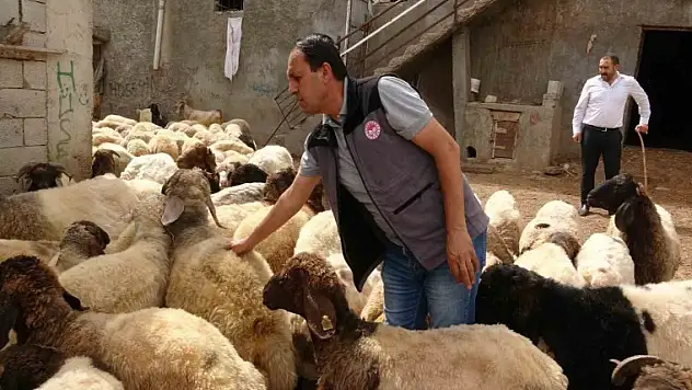 Veteriner Hekim Oktay, Kurbanlık Seçimi ve Kesimiyle İlgili Bilgilendirmelerde Bulundu
