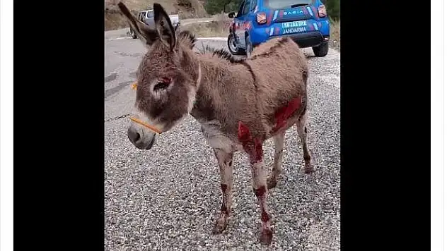 Vicdansızlar, Siirt'te Bir Aracın Arkasına Bağladıkları Eşeği Sürüklediler!