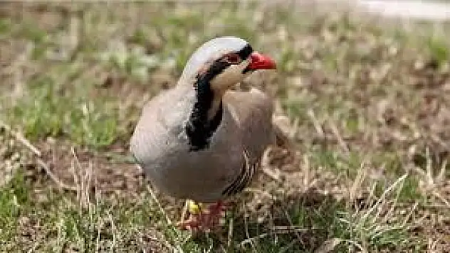 Yasa Dışı Keklik Avcılarına Ceza