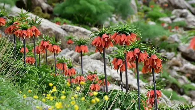 Yerli Türümüz 'Ters Lale' Doğada Görüntülendi!