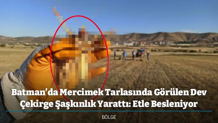 Batman’da Mercimek Tarlasında Görülen Dev Çekirge Şaşkınlık Yarattı: Etle Besleniyor