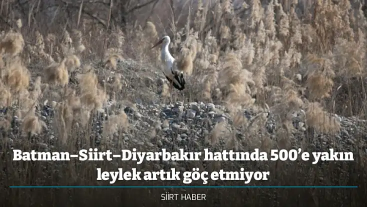 Batman–Siirt–Diyarbakır hattında 500’e yakın leylek artık göç etmiyor