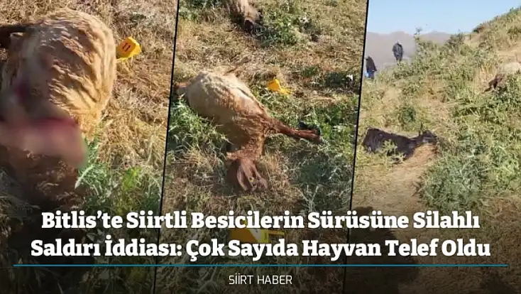 Bitlis’te Siirtli Besicilerin Sürüsüne Silahlı Saldırı İddiası: Çok Sayıda Hayvan Telef Oldu