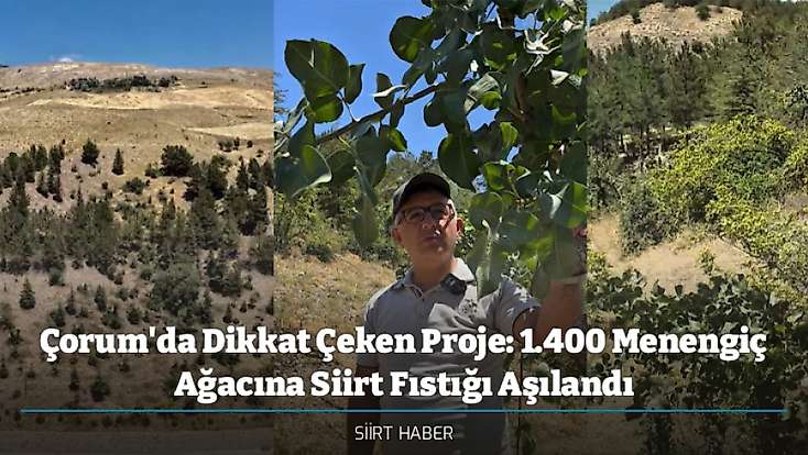 Çorum'da Dikkat Çeken Proje: 1.400 Menengiç Ağacına Siirt Fıstığı Aşılandı