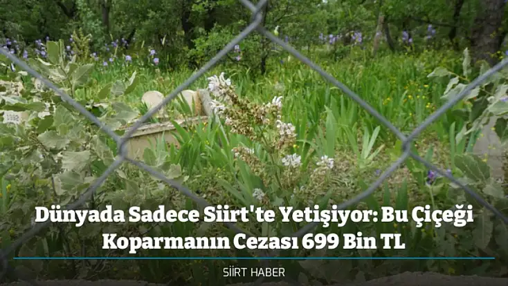 Dünyada Sadece Siirt'te Yetişiyor: Bu Çiçeği Koparmanın Cezası 699 Bin TL