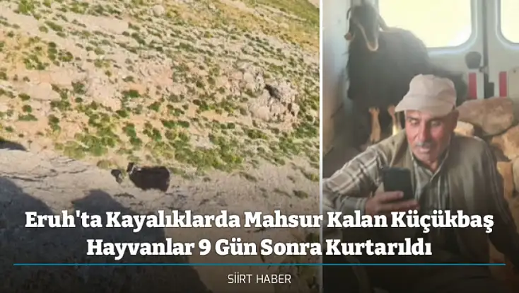 Eruh'ta Kayalıklarda Mahsur Kalan Küçükbaş Hayvanlar 9 Gün Sonra Kurtarıldı