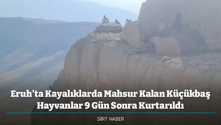 Eruh'ta Kayalıklarda Mahsur Kalan Küçükbaş Hayvanlar 9 Gün Sonra Kurtarıldı