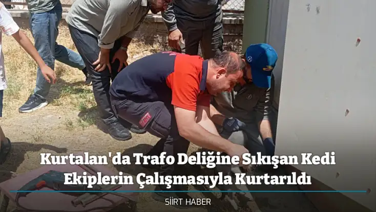 Kurtalan'da Trafo Deliğine Sıkışan Kedi Ekiplerin Çalışmasıyla Kurtarıldı