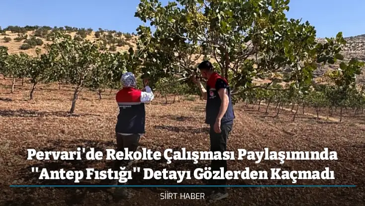Pervari'de Rekolte Çalışması Paylaşımında ''Antep Fıstığı'' Detayı Gözlerden Kaçmadı