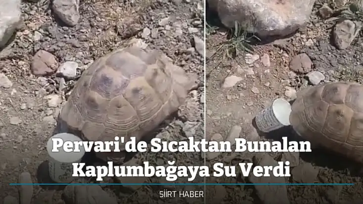 Pervari'de Sıcaktan Bunalan Kaplumbağaya Su Verdi