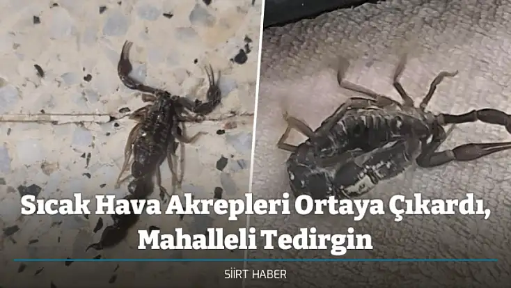 Sıcak Hava Akrepleri Ortaya Çıkardı, Mahalleli Tedirgin