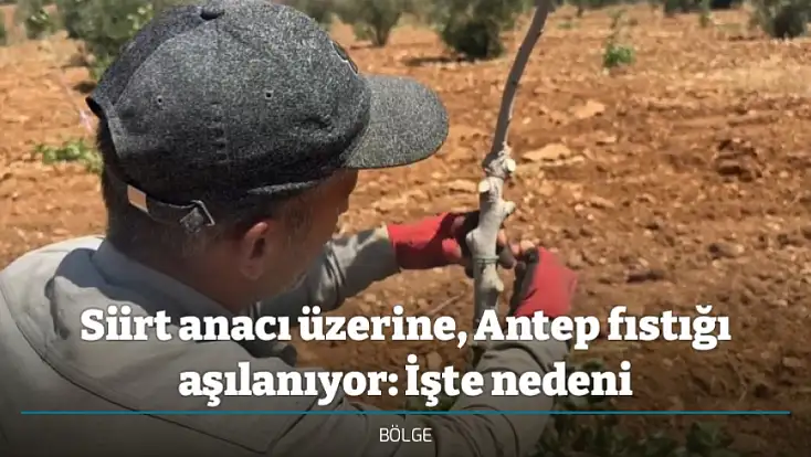 Siirt anacı üzerine, Antep fıstığı aşılanıyor: İşte nedeni