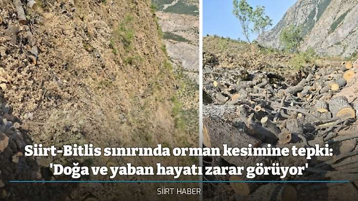 Siirt-Bitlis sınırında orman kesimine tepki: 'Doğa ve yaban hayatı zarar görüyor'