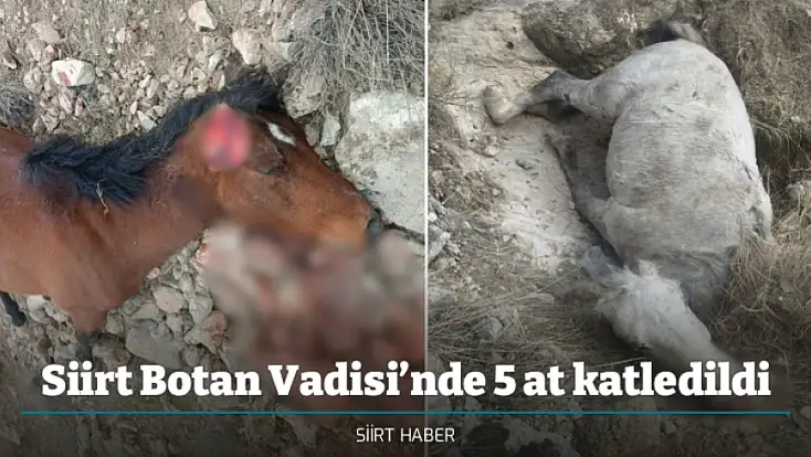 Siirt Botan Vadisi’nde 5 at katledildi